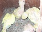 Yellow Ringneck Chicks
