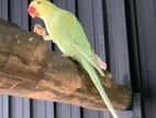 ringneck