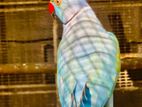 Ringneck Birds