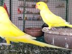 ringneck