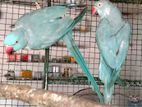 Blue Ringneck