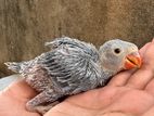 Ringneck Grey Chick