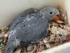 Ringneck Grey Chick