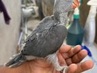 Ringneck Grey Chick