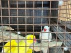 Ringneck Pair
