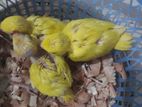 Ringneck Parrot Chicks