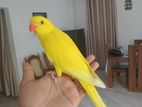 Ringneck Parrot