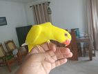 Ringneck Parrot
