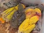 Ringneck parrot