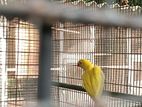 Ringneck Parrot