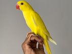 Ringneck Parrot