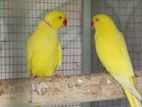 Yellow with Blue Ringneck Parrots
