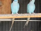 Ringneck Parrot