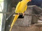 Ringneck Parrot