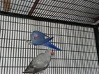 Ringneck Parrots
