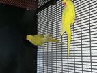 Ringneck Parrot