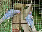 Ringneck Parrots