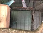Ringneck Parrots