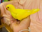 Yellow Ringneck Parrot
