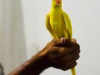 Yellow Ringneck Parrot
