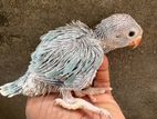 Ringneck Sky Blue Chick