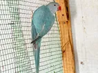 Ringneck Sky Blue Chick