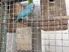 Ringneck Sky Blue
