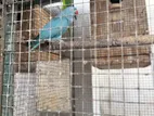 Ringneck Sky Blue