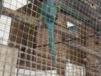 Ringneck Skyblue Parrot