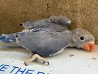Ringneck Violet Turquoise Chick