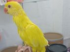 Ringneck Yellow Bird
