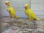Ringneck Yellow