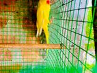 Ringneck Yellow Parrot