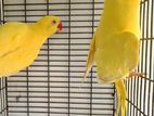 Yellow Parrot