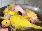 RINGNECK YELLOW
