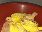 Ringneck Yellow Hand Chick