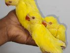 Ringneck yellow hand feed chicks