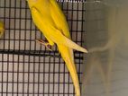 Ringneck Yellow Male Bird