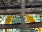 Ringneck yellow pair