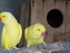 Ringneck Yellow Pair
