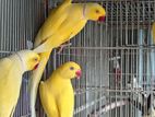 Ringneck Yellow Pair Parrot