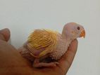 Ringnecks Chicks