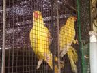 Ringnek Birds