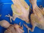 Ringnek Yellow Parrot Chicks