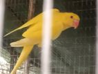 Ringnek Birds