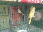 Ringනෙක් Breeding පෙයාර්