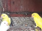 Ringnek Parrot Baby