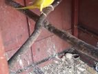 Yellow Ringnek Parrot