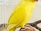 Yellow Ringneck Parrot