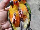 Ring Neck Parrot